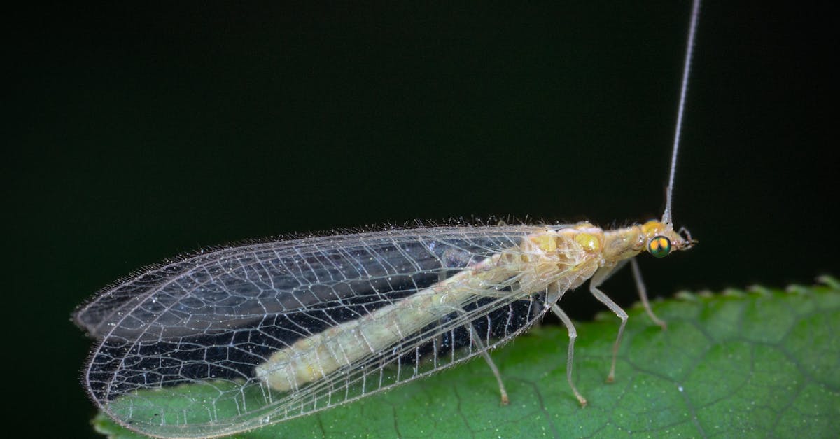 Beville Heights, Gainesville