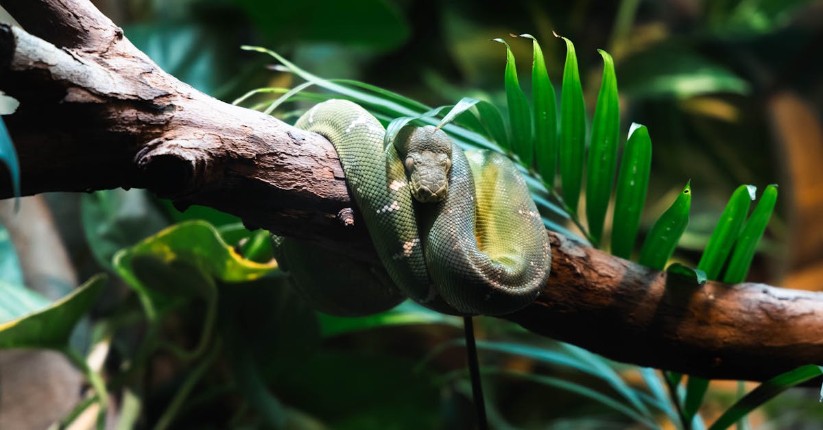 Can you call someone to remove a snake?