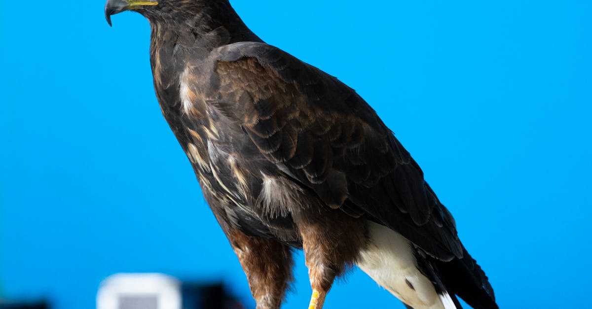 How do I get rid of excessive birds?