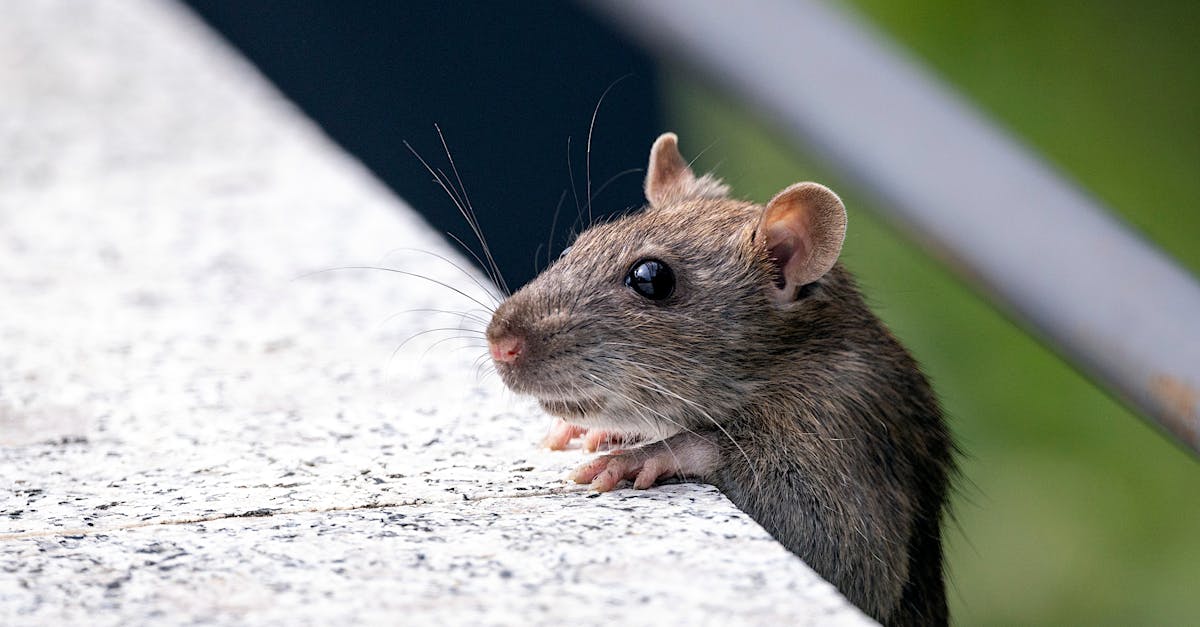 How do I get rid of rodents asap?