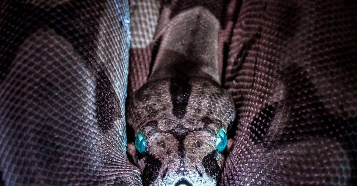 How do I get rid of snakes completely?