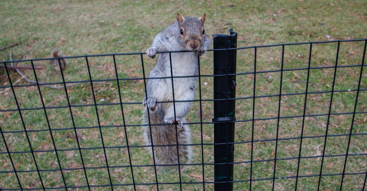 How do I get rid of squirrels asap?