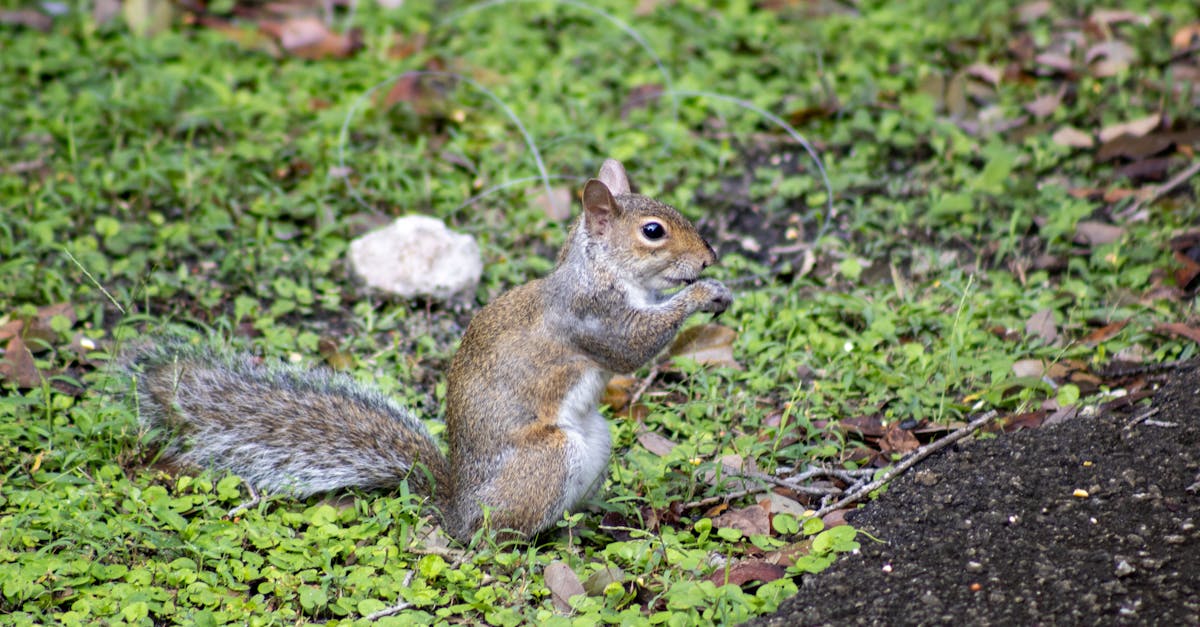 How do you deal with nuisance squirrels?