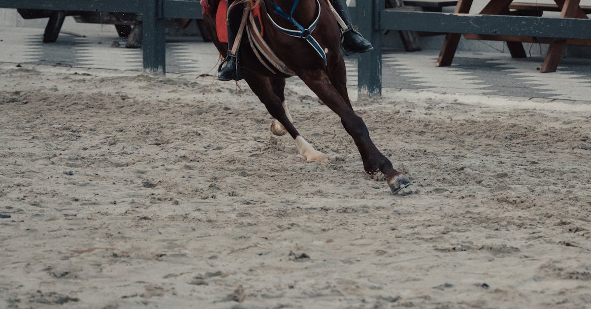 How do you make homemade bird control?