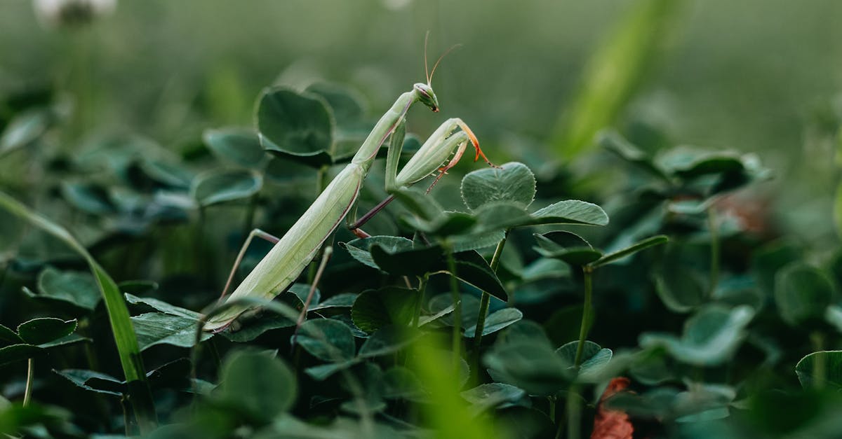 Paradise, Gainesville
