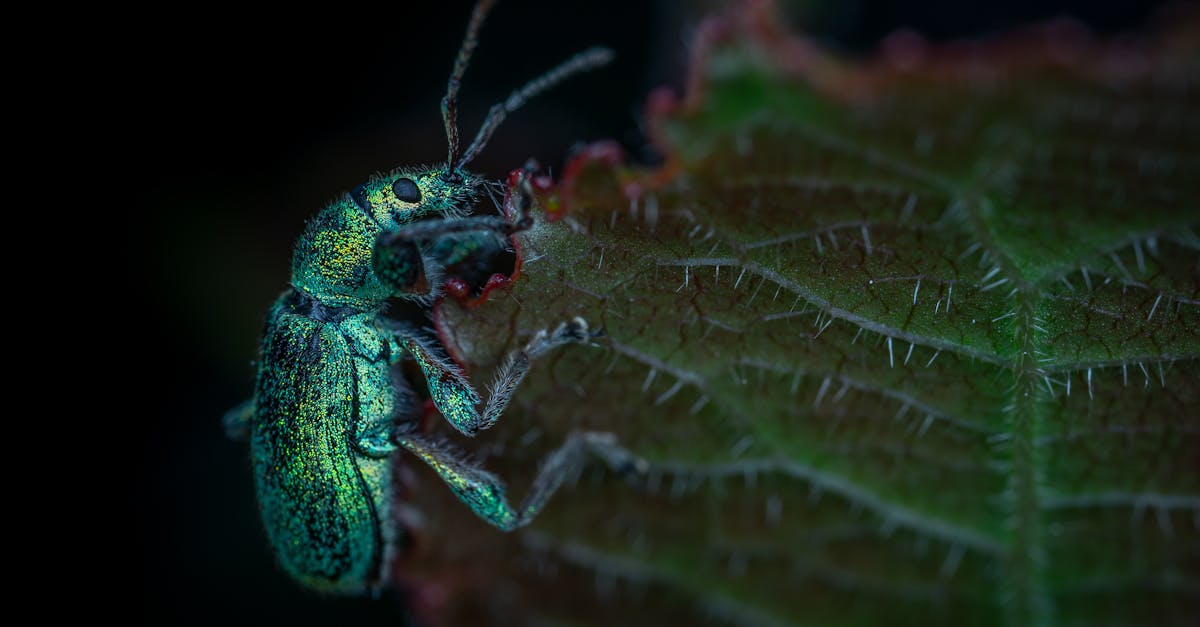 Robinswood, Gainesville