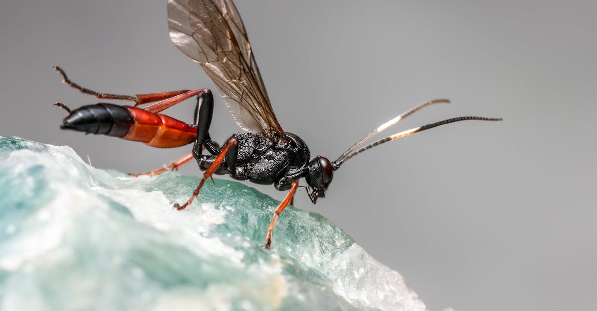 Suburban Heights, Gainesville