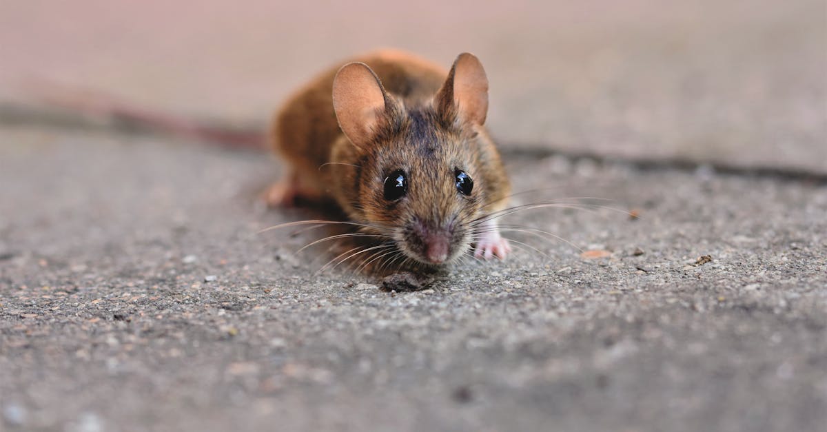 What do professionals use for rodent control?