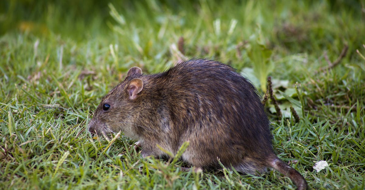 What is rodents control?
