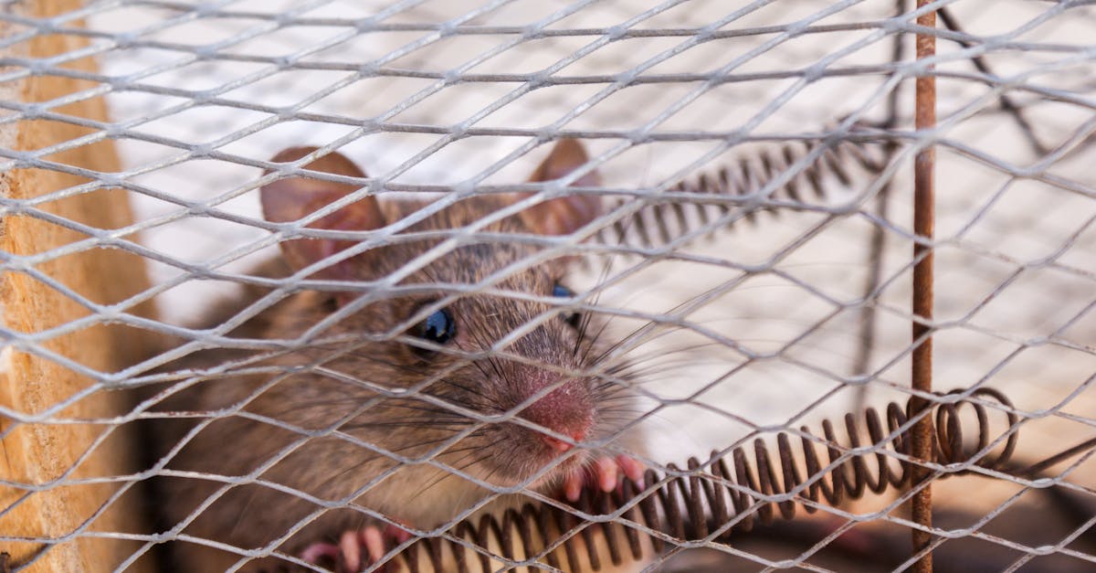 What is the most effective rodent control?