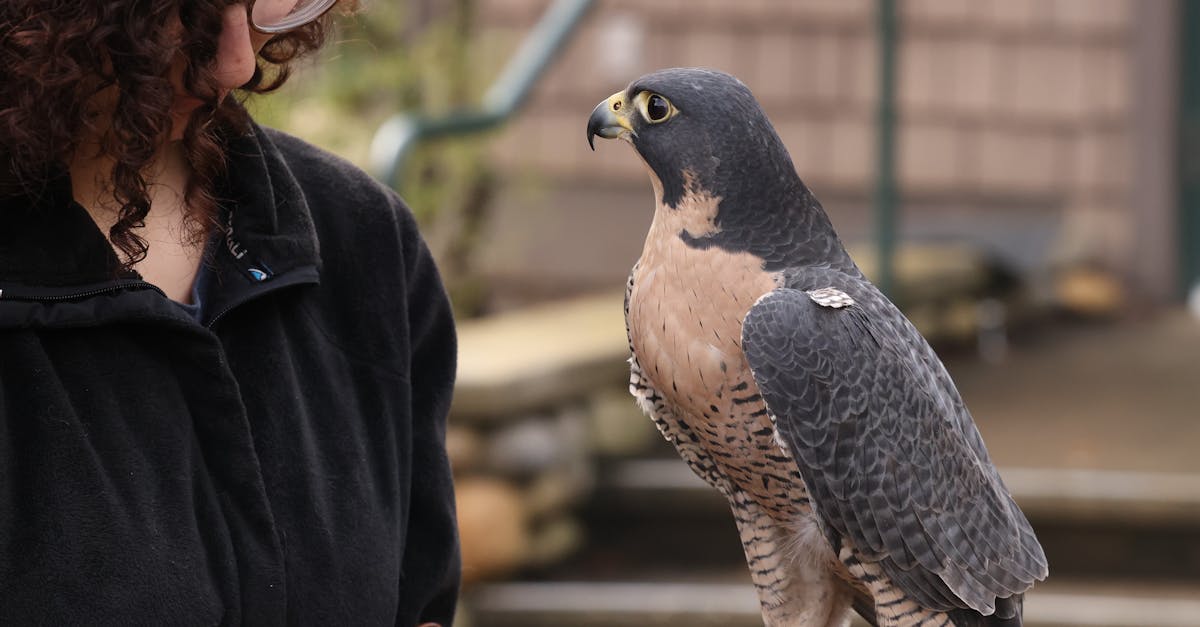 What really scares birds away?