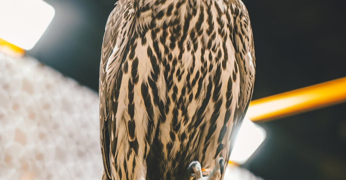 What smell do birds hate?