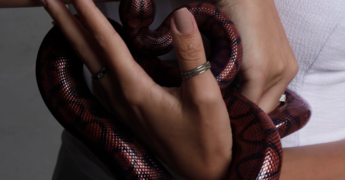 What to do if you find a snake in your yard in Florida?