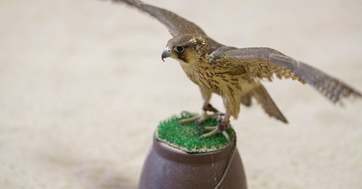 Who do you call about a stray dog running around?